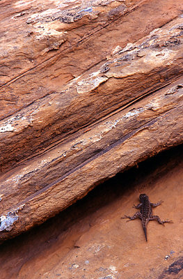 Lizard rock 2