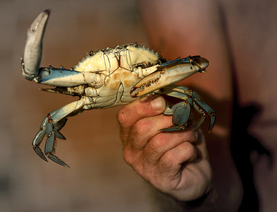 Blue crab on Hudson