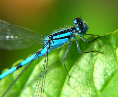 Blue Damselfly