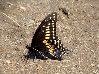 Black Swallowtail (Papilio polyxenes Fabricius) 