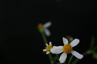 wild flowers