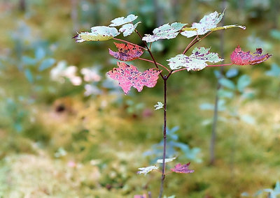 Early Fall Leavs