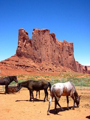 Camel and Horses