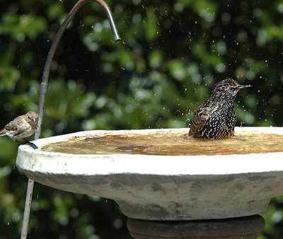 Nevermind Herman. It's only a starling.