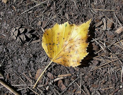 a yellow birch leaf