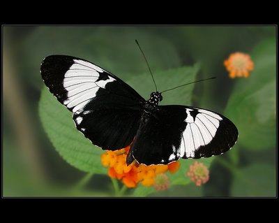 A bw butterfly