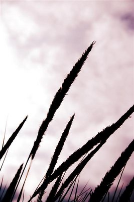 Silhouette of grass