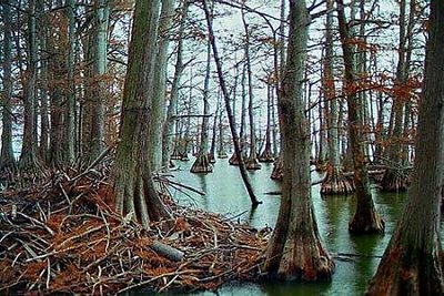 Reelfoot Lake Cypress Trees, Tennessee