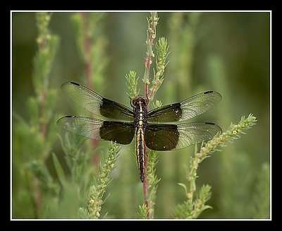 Widow Dragonfly