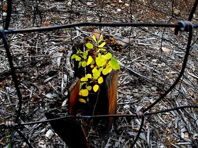 young sprout