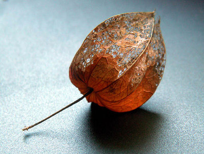 Natures Lace 1-Physalis