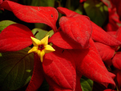 Red Leaves... Yellow Flower!!!