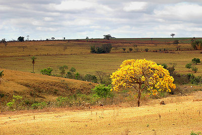 ipe amarelo