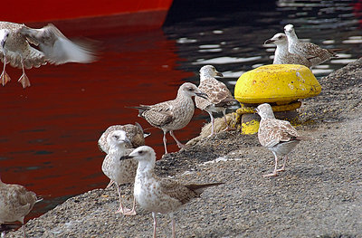 Gaviotas