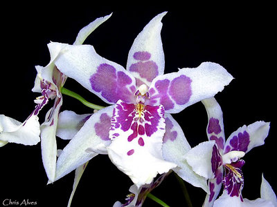 Orquideas