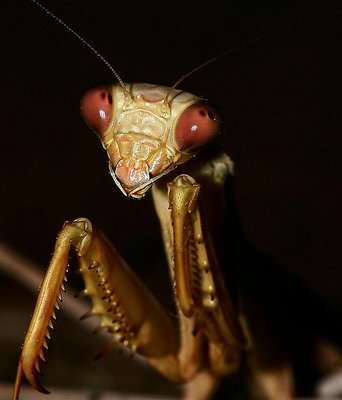 Praying  Mantis