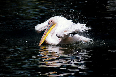 free pelican