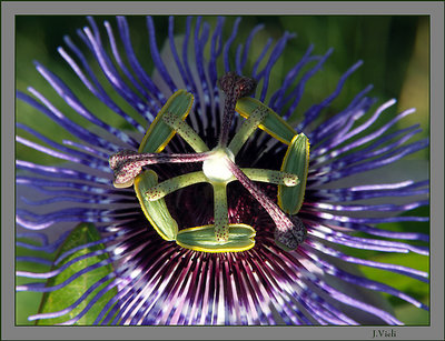 Passiflora