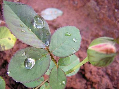 first rains