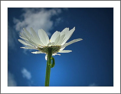 "Solitary Daisy"