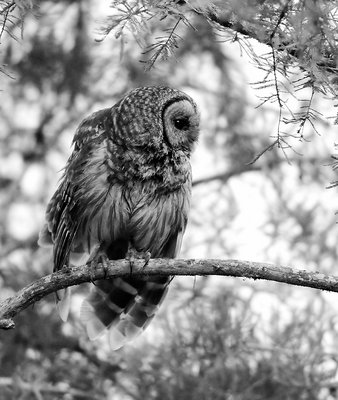 Barred Owl