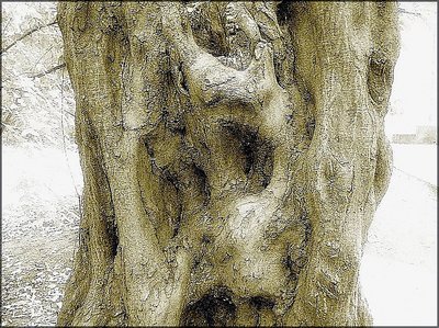 beech tree trunk