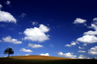 simply  tree and clouds