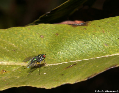 .:: green fly (2) ::.