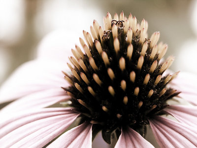 cone flower