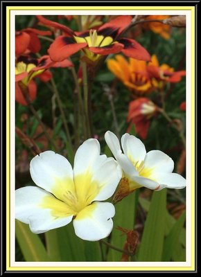 Freesia's