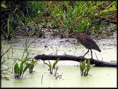 Green Heron in the Rain