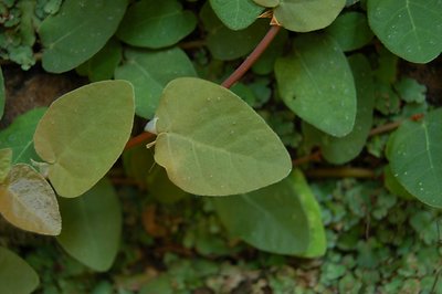 Leaf