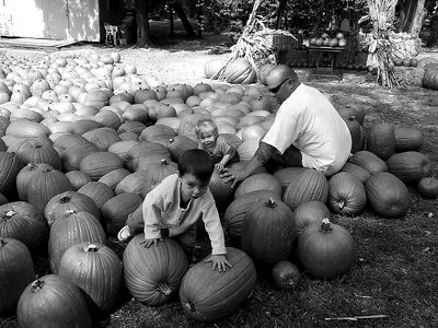 pumpkin farm