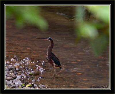 Agami Heron