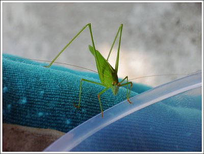 The grasshopper