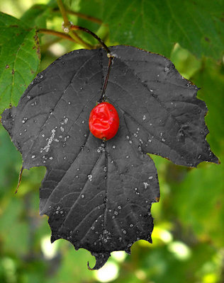 The Little Red Berry