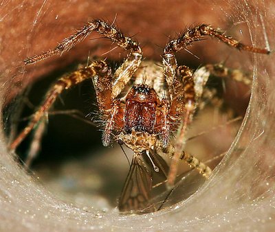 Funnel Weaver  Spider  vs  Cranefly