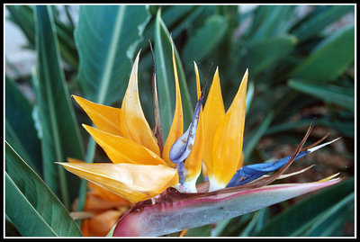 Colors!!! ( The Bird of Paradise!!) 