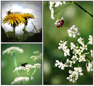BugS & Flowers
