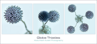 Globe Thistles