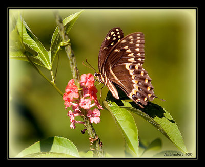 Midday Butterfly