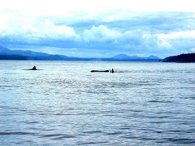 Whales in Vancouver Island