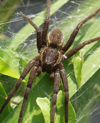 Raft spider