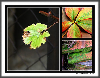Autumnal Moments