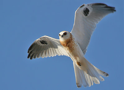 Arastradero Falcon