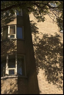 Tree Shadows