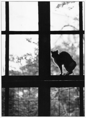 Il gatto