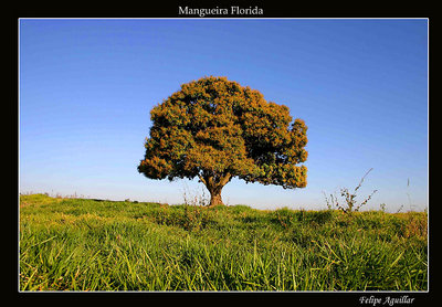 Mangueira Florida