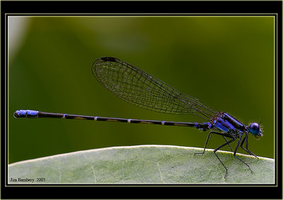 Unknown Panama Blue Dragonfly