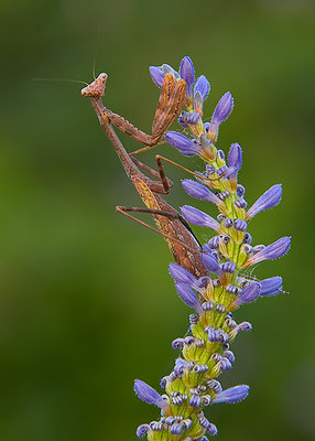Mantis on Pickerelweed